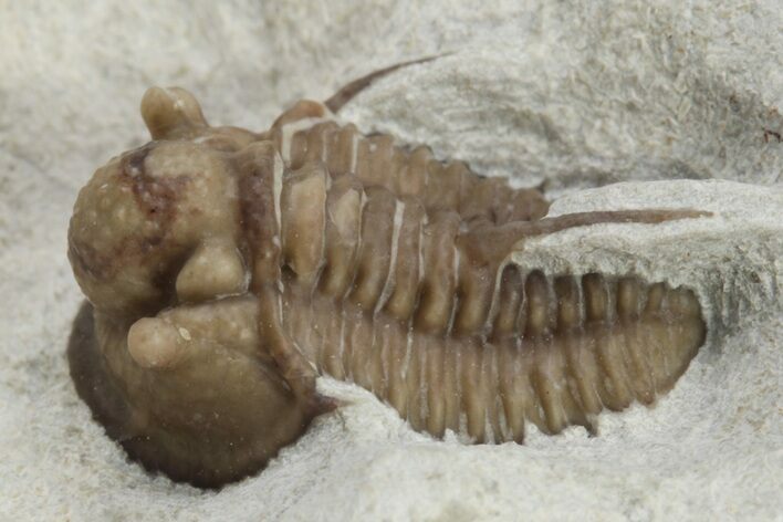 Scarce Cyphaspis Carrolli Trilobite - Oklahoma #226569